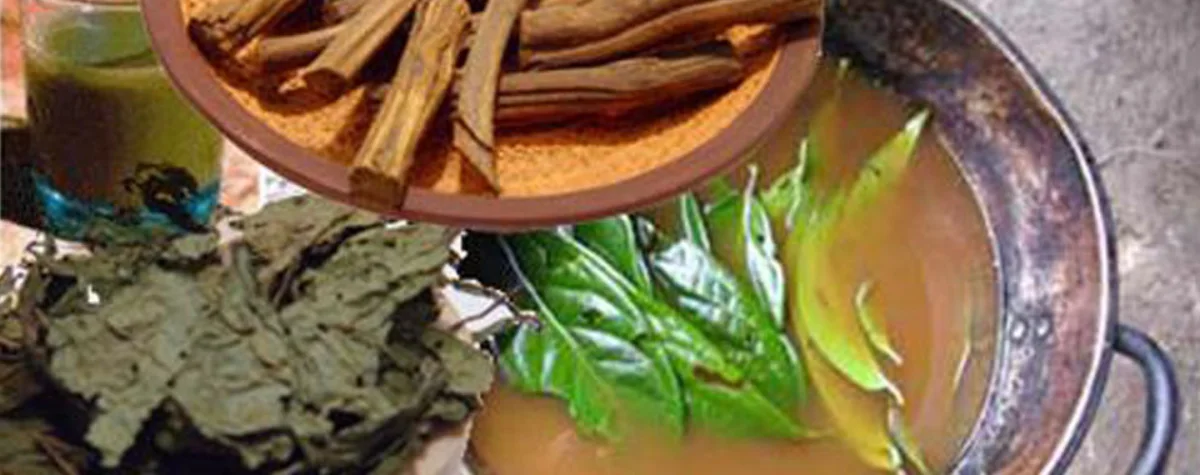 Illustration de l’affaire Ayahuasca